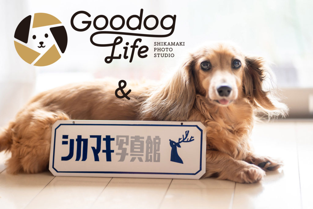 プロフィール Goodoglife